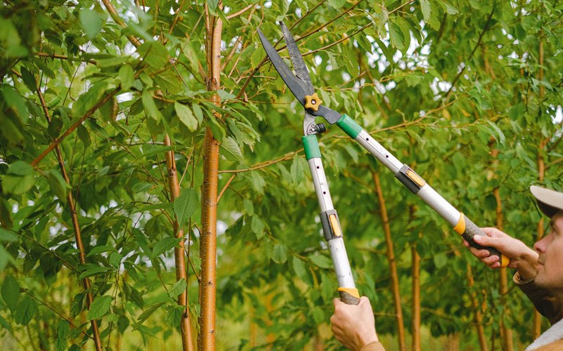 Tree trimming in Canyon City, OR